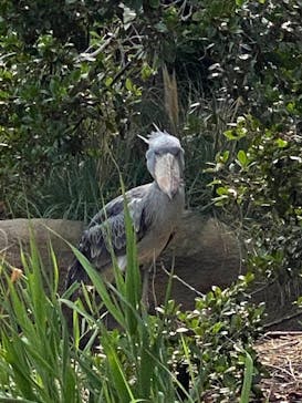 神戸どうぶつ王国に投稿された画像（2020/6/9）