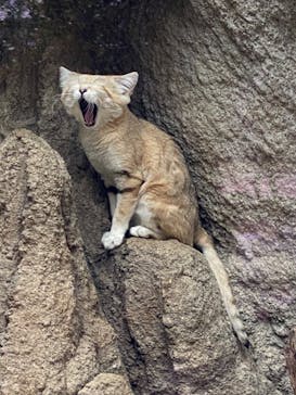 神戸どうぶつ王国に投稿された画像（2020/6/9）