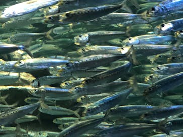 サンシャイン水族館に投稿された画像（2020/6/9）