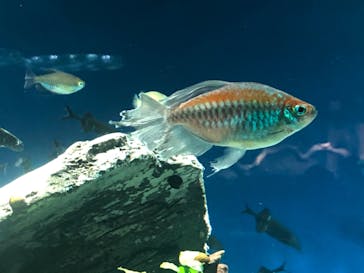 サンシャイン水族館に投稿された画像（2020/6/9）