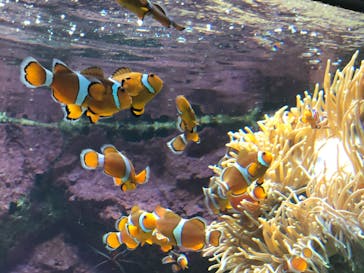 サンシャイン水族館に投稿された画像（2020/6/9）