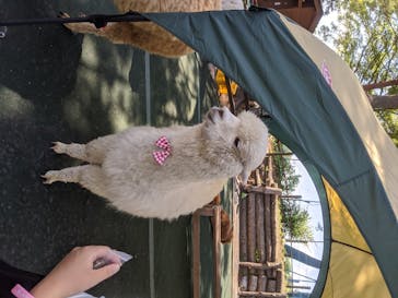 八ヶ岳アルパカ牧場に投稿された画像（2020/6/10）