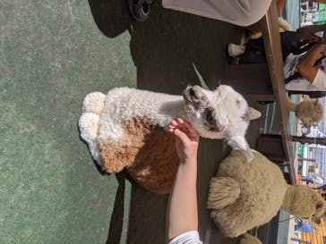 八ヶ岳アルパカ牧場に投稿された画像（2020/6/10）