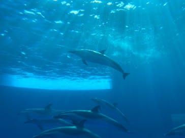 四国水族館に投稿された画像（2020/6/10）