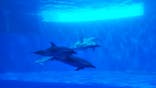 四国水族館に投稿された画像（2020/6/11）