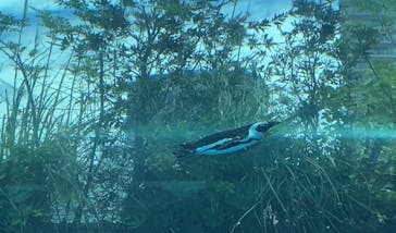 サンシャイン水族館に投稿された画像（2020/6/11）