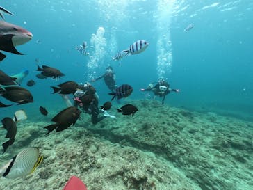 DIVING-SHOP SUNSに投稿された画像（2020/6/11）