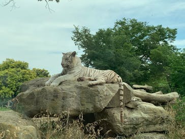 群馬サファリパークに投稿された画像（2020/6/11）