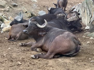 群馬サファリパークに投稿された画像（2020/6/11）