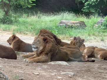 群馬サファリパークに投稿された画像（2020/6/11）