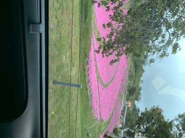 マザー牧場に投稿された画像（2020/6/11）