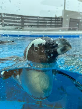 四国水族館に投稿された画像（2020/6/11）