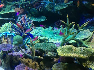 サンシャイン水族館に投稿された画像（2020/6/12）