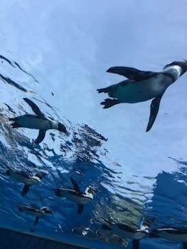 サンシャイン水族館に投稿された画像（2020/6/12）