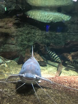 サンシャイン水族館に投稿された画像（2020/6/12）