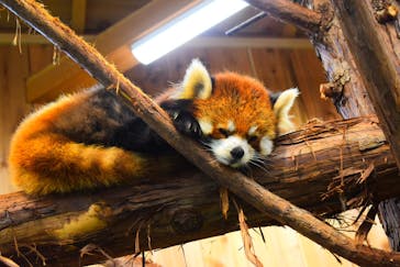 伊豆シャボテン動物公園に投稿された画像（2020/6/12）