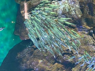 四国水族館に投稿された画像（2020/6/12）