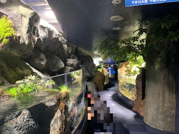 サケのふるさと 千歳水族館に投稿された画像（2020/6/12）