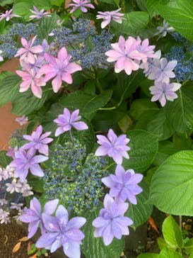 ニューヨークランプミュージアム＆フラワーガーデンに投稿された画像（2020/6/13）