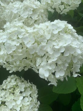 ニューヨークランプミュージアム＆フラワーガーデンに投稿された画像（2020/6/13）