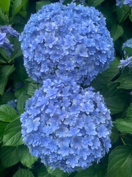 ニューヨークランプミュージアム＆フラワーガーデンに投稿された画像（2020/6/13）