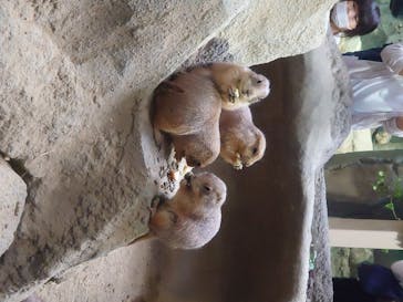 神戸どうぶつ王国に投稿された画像（2020/6/13）