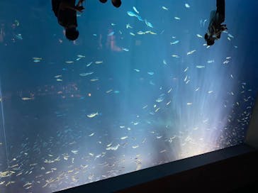 四国水族館に投稿された画像（2020/6/13）