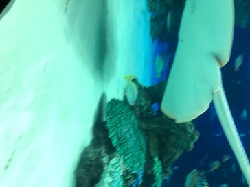サンシャイン水族館に投稿された画像（2020/6/13）