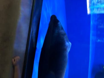 サンシャイン水族館に投稿された画像（2020/6/13）