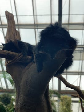 神戸どうぶつ王国に投稿された画像（2020/6/13）