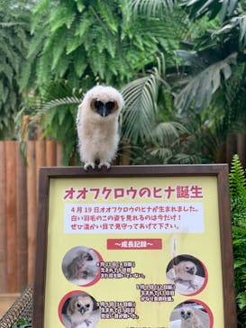 神戸どうぶつ王国に投稿された画像（2020/6/13）