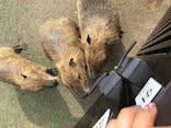 伊豆シャボテン動物公園に投稿された画像（2020/6/13）