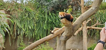 神戸どうぶつ王国に投稿された画像（2020/6/13）