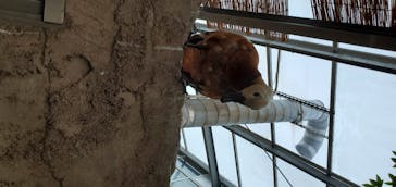 神戸どうぶつ王国に投稿された画像（2020/6/13）