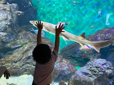 四国水族館に投稿された画像（2020/6/14）