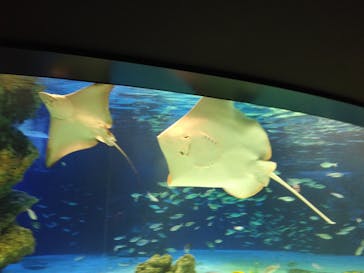 サンシャイン水族館に投稿された画像（2020/6/14）