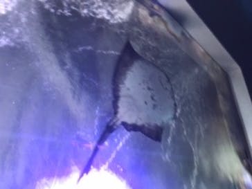 新江ノ島水族館に投稿された画像（2020/6/14）