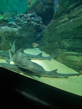 四国水族館に投稿された画像（2020/6/14）