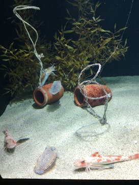 四国水族館に投稿された画像（2020/6/14）