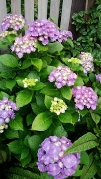 横浜イングリッシュガーデンに投稿された画像（2020/6/14）