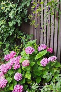 横浜イングリッシュガーデンに投稿された画像（2020/6/14）