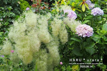 横浜イングリッシュガーデンに投稿された画像（2020/6/14）