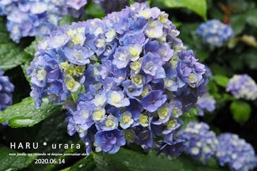 横浜イングリッシュガーデンに投稿された画像（2020/6/14）