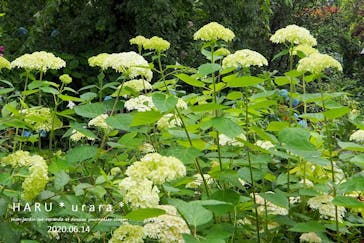 横浜イングリッシュガーデンに投稿された画像（2020/6/14）