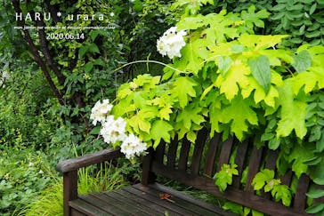 横浜イングリッシュガーデンに投稿された画像（2020/6/14）