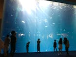 四国水族館に投稿された画像（2020/6/14）