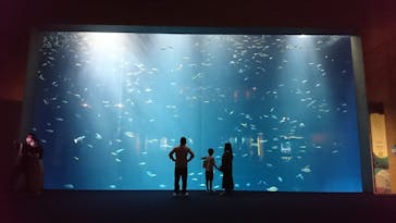 四国水族館に投稿された画像（2020/6/14）