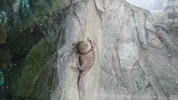 四国水族館に投稿された画像（2020/6/14）