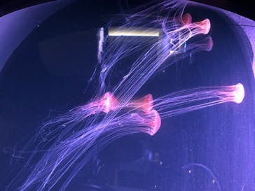 四国水族館に投稿された画像（2020/6/14）