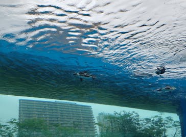 サンシャイン水族館に投稿された画像（2020/6/14）